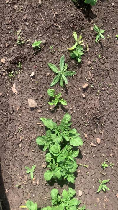 Sample image from Supervisely Potatoes