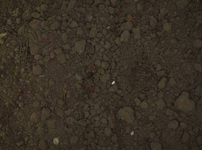 Sample image from Sugar Beets 2016