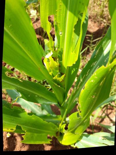 Sample image from KaraAgro AI Maize