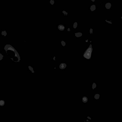 Sample image from Annotated Quantitative Phase Microscopy Cell