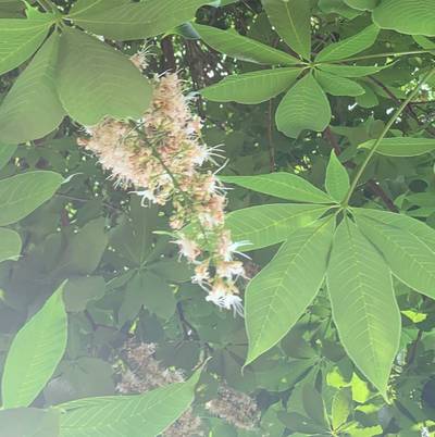 Sample image from Urban Street: Flower Classification