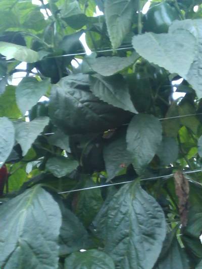 Sample image from QHDP