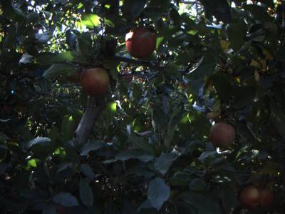 Sample image from Apple from Orchard Environment