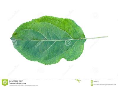 Sample image from PlantDoc