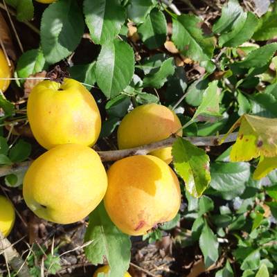 Sample image from QuinceSet