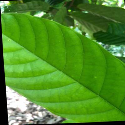 Sample image from KaraAgro AI Cocoa