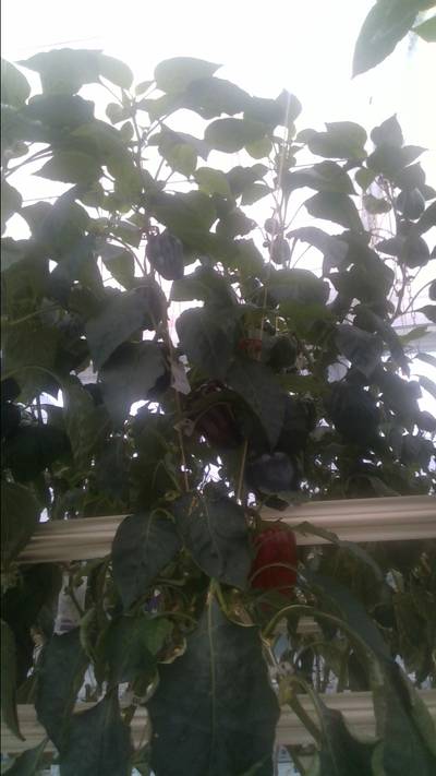 Sample image from BUP19