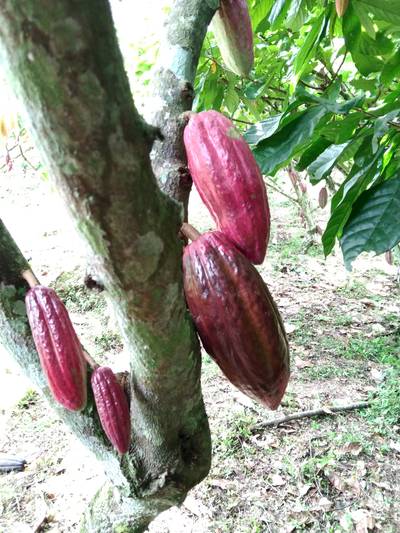 Sample image from Cocoa Diseases