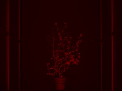 Sample image from CosegPP