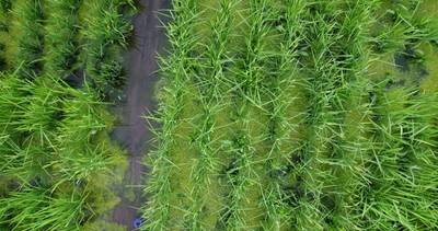 Sample image from Paddy Rice Imagery