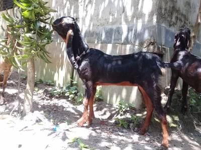 Sample image from Goat Image