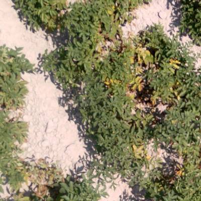 Sample image from Potato Plants Images