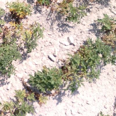 Sample image from Multispectral Potato Plants Images