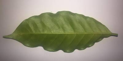 Sample image from Coffee Leaf Biotic Stress