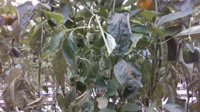 Sample image from Sweet Pepper