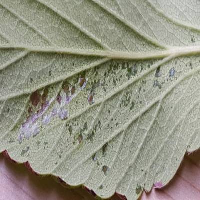 Sample image from Strawberry Disease Detection