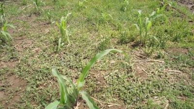 Sample image from Maize-Weed Image