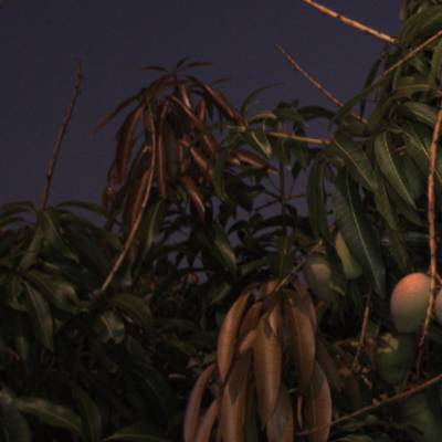 Sample image from ACFR