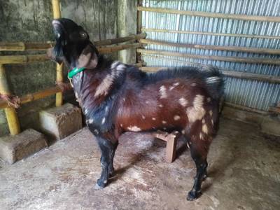 Sample image from Goat Image