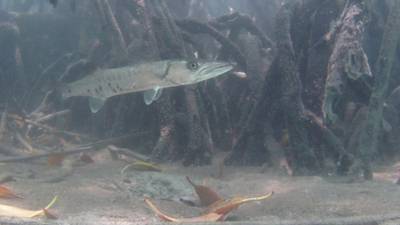 Sample image from DeepFish