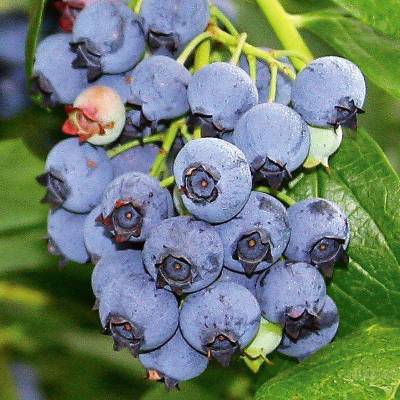 Sample image from deepNIR Fruit Detection