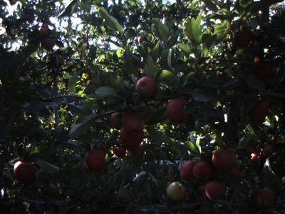 Sample image from Apple from Orchard Environment