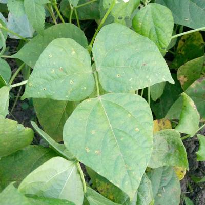 Sample image from Makerere University Beans