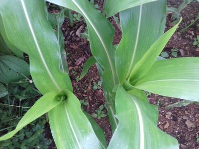 Sample image from Corn Leaf Infection