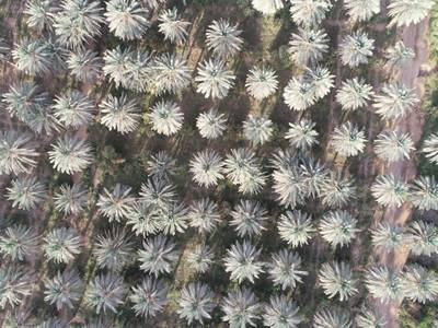Sample image from Palm Trees