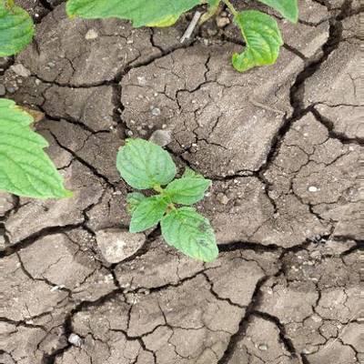 Sample image from Crop and Weed Detection