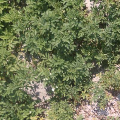 Sample image from Multispectral Potato Plants Images