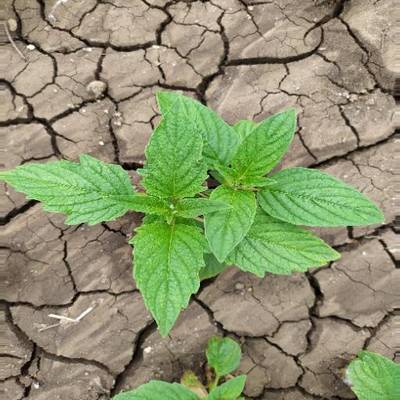 Sample image from Crop and Weed Detection