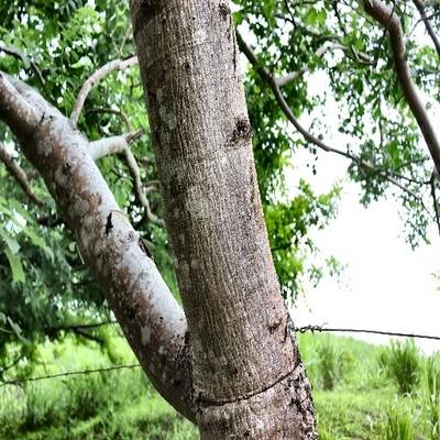 Sample image from Tree Binary Segmentation