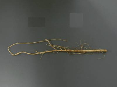Sample image from Alfalfa Roots