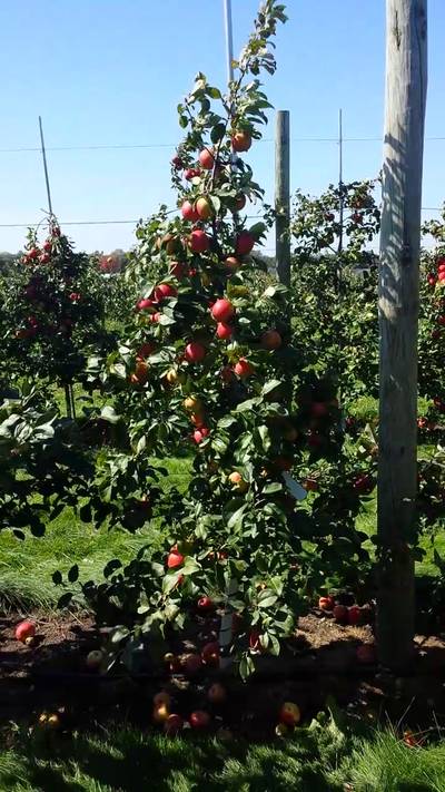 Sample image from MinneApple