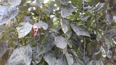 Sample image from Sweet Pepper