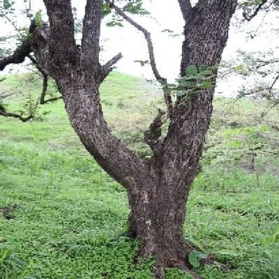 Sample image from Tree Binary Segmentation