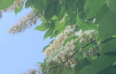 Sample image from Urban Street: Flower Classification