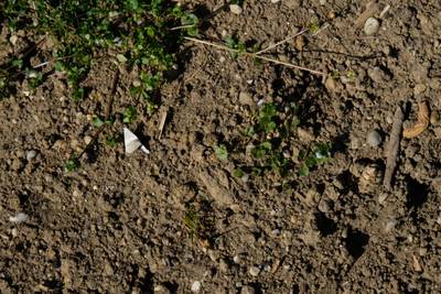 Sample image from Perrenial Plants Detection