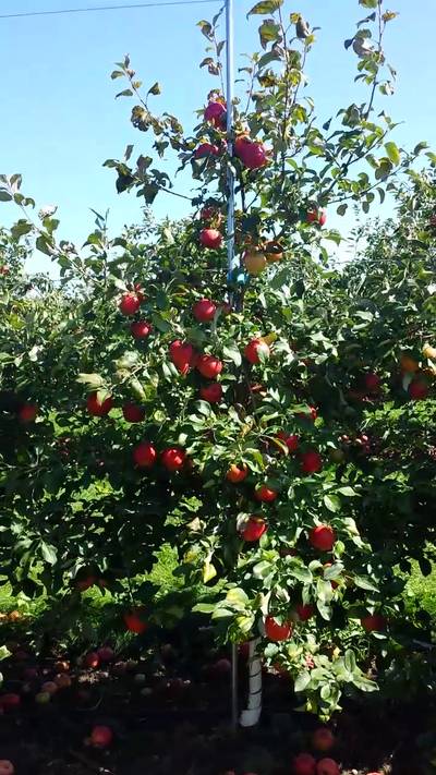 Sample image from MinneApple