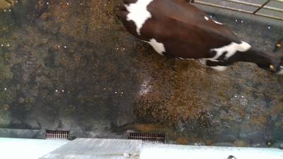 Sample image from Cows2021