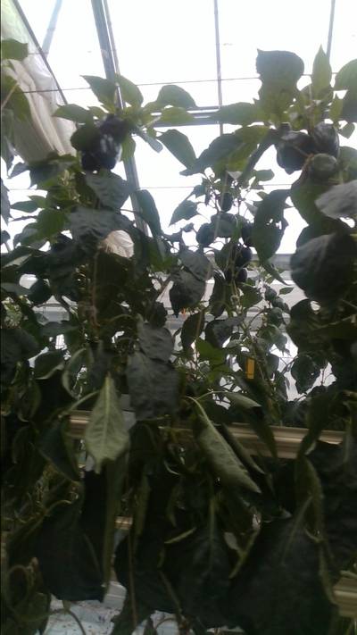 Sample image from BUP19