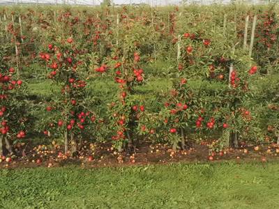 Sample image from Apple MOTS