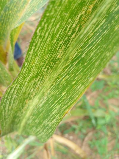 Sample image from KaraAgro AI Maize