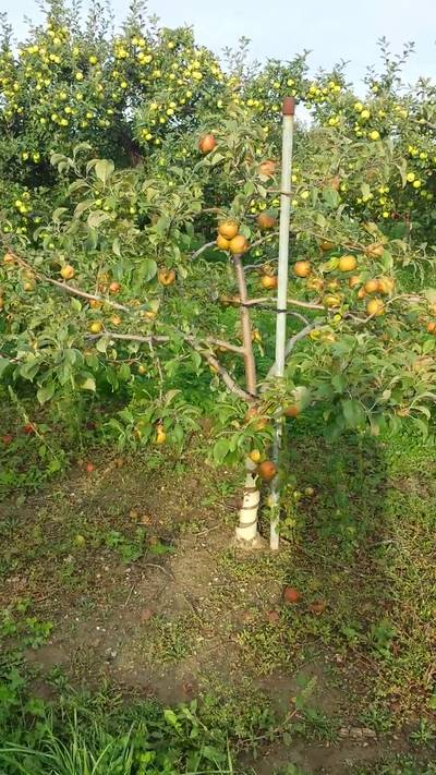 Sample image from MinneApple