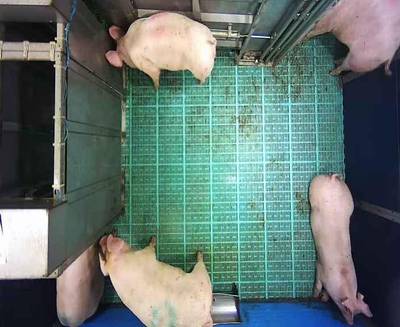 Sample image from Automatic Monitoring of Pigs