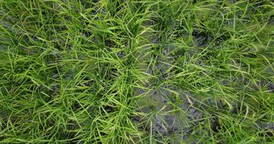 Sample image from Paddy Rice Imagery