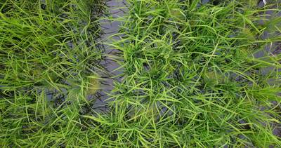 Sample image from Paddy Rice Imagery