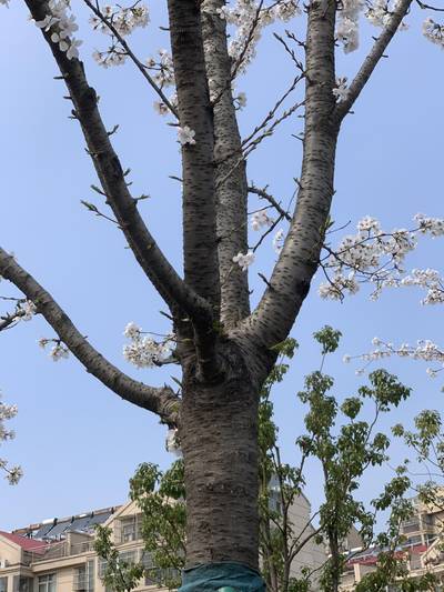 Sample image from Urban Street: Branch