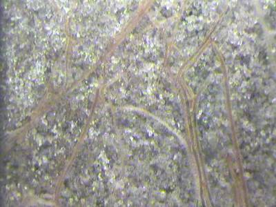 Sample image from PRMI